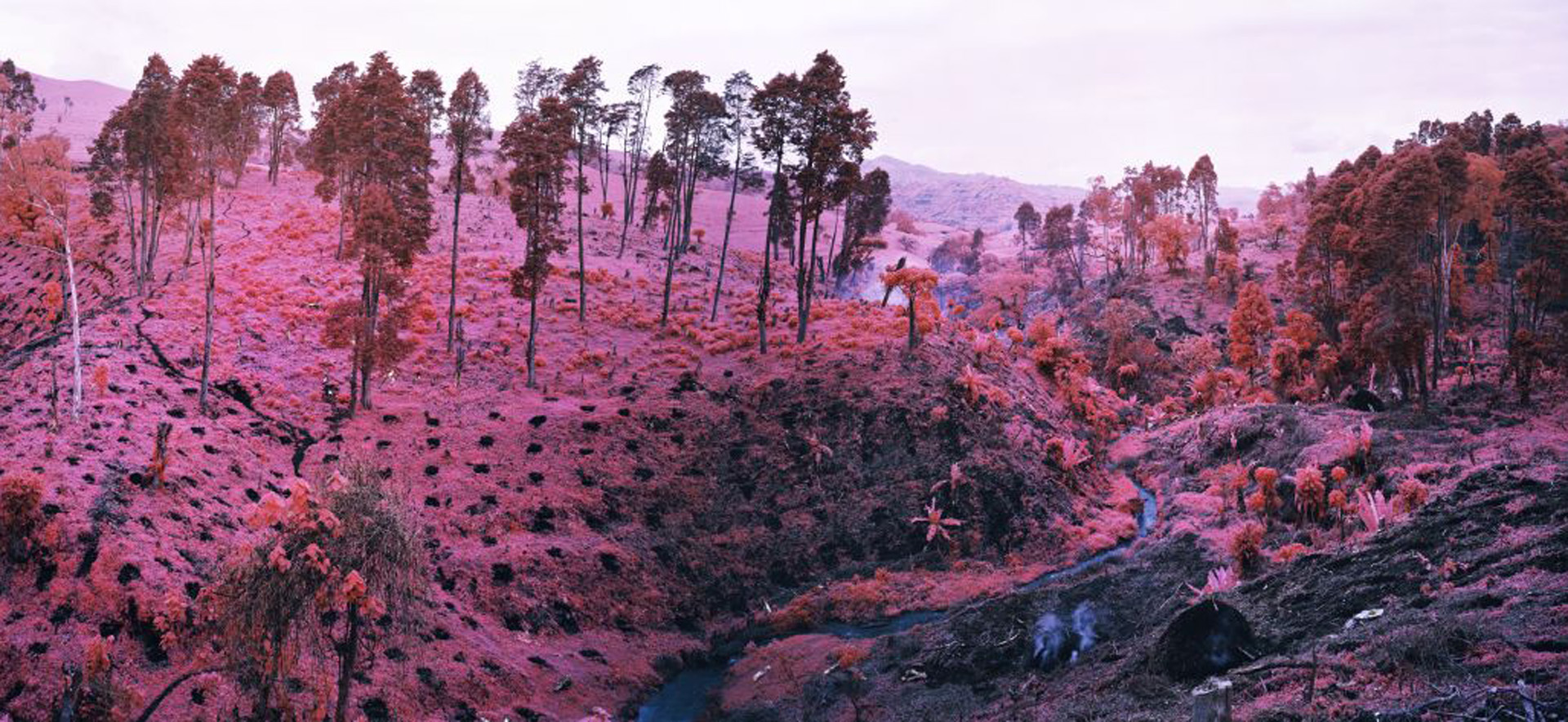 Richard Mosse, If I Ran the Zoo, aus der Serie „Infra“, 2012, Ausstellungsansicht MKG Siegen © Richard Mosse, Foto: Christian Wickler