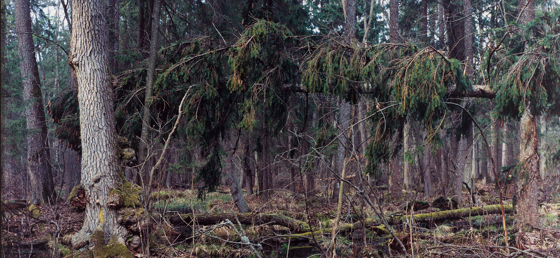 Joachim Koester, Bialowieza Forest, 2001 © Joachim Koester