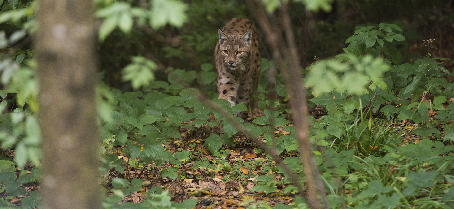 Luchs, Bayerischer Wald © Daniel Rosengren