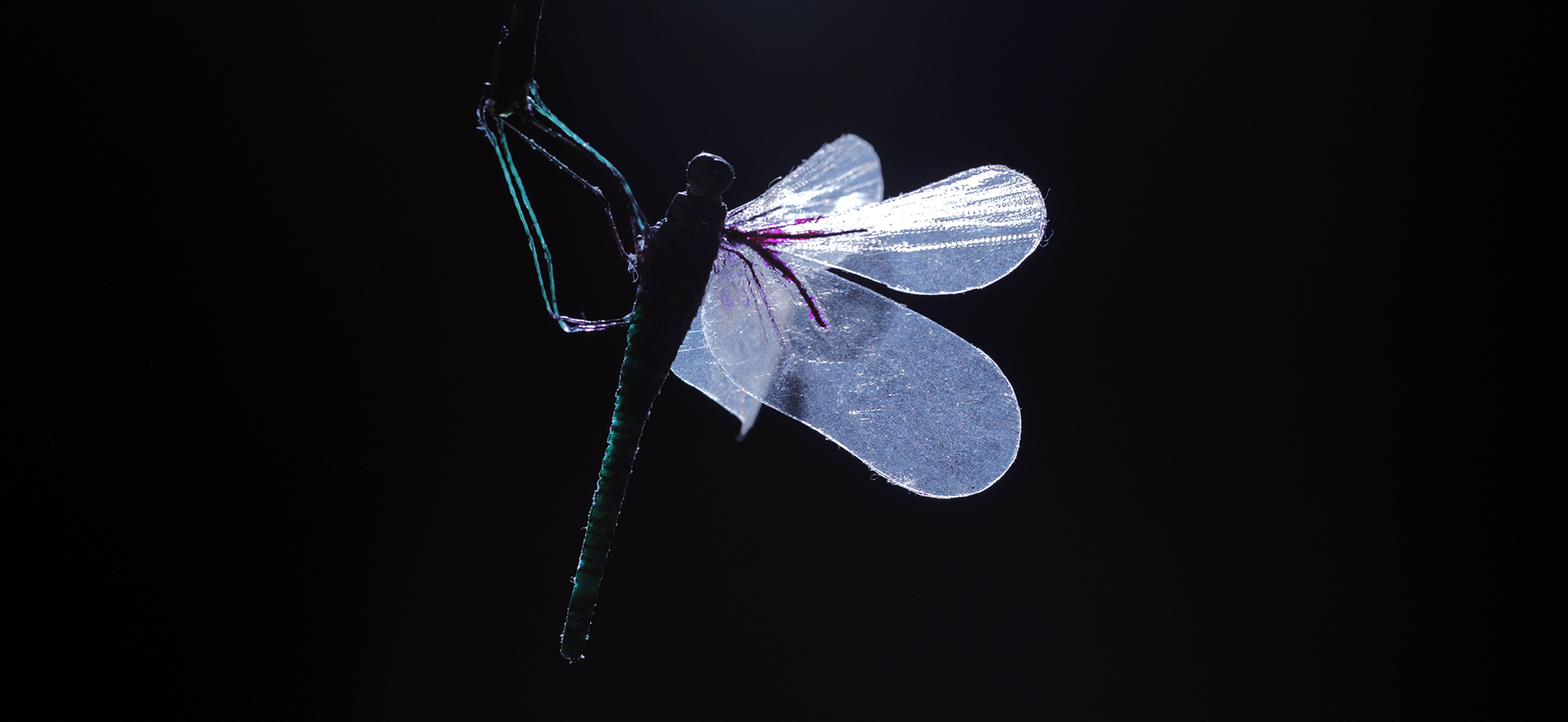 Detail: Driant Zeneli, How deep can a Dragonfly swim under the Ocean, 2021, Courtesy the Artist 