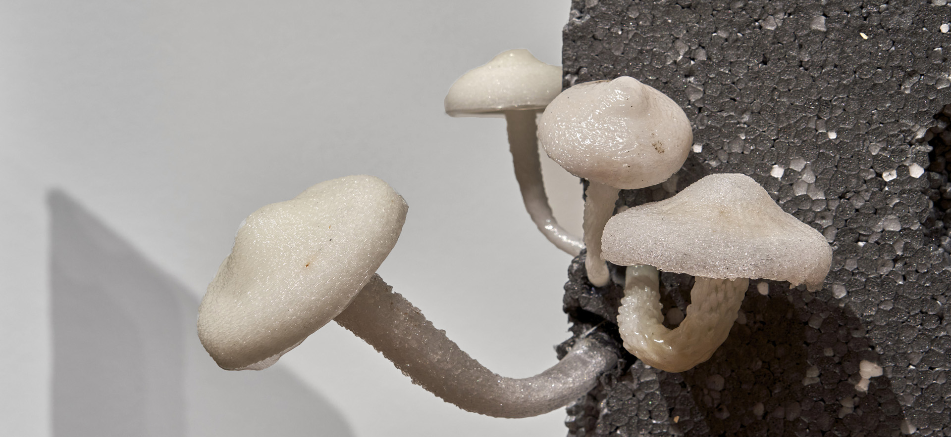 Detail: Tue Greenfort: Fungi Decomposition, Installationsansicht, © Schirn Kunsthalle Frankfurt 2023, Foto: Norbert Miguletz